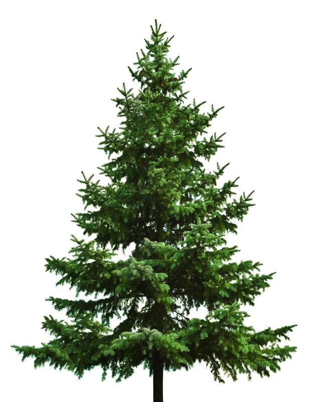 Real Christmas Tree - Fraser Fir