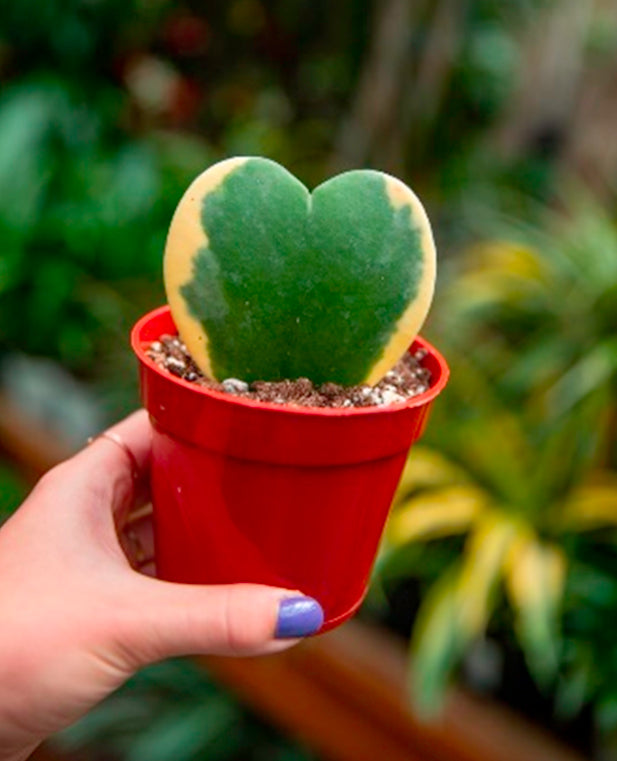 Valentine Heart Hoya